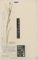 Type of Carex vicinalis Boott [family CYPERACEAE]