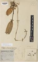 Bulbophyllum wrayi Hook.f. [family ORCHIDACEAE]