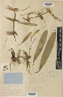 Type of Bulbophyllum xanthum Ridl. [family ORCHIDACEAE]