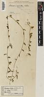 Type of Merremia hirta (L.) Merr. var. retusa Ooststr. [family CONVOLVULACEAE]