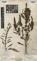 Rumex wallichii Meisn. [family POLYGONACEAE]
