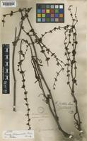 Isotype of Rumex drummondii Meisn. [family POLYGONACEAE]