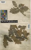 Quercus petraea (Matt.) Liebl. [family FAGACEAE]
