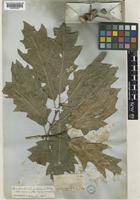 Quercus imbricaria Michx. [family FAGACEAE]
