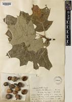 Quercus bushii Sarg. [family FAGACEAE]