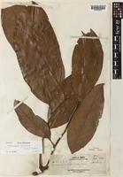 Lithocarpus echinifer (Merr.) A.Camus [family FAGACEAE]