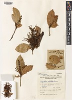 Trigonobalanus verticillata Forman [family FAGACEAE]
