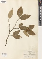 Type of Fagus chienii Cheng [family FAGACEAE]