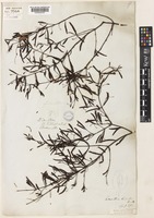 Muellerina bidwillii (Benth.) Barlow [family LORANTHACEAE]