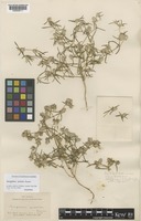 Holotype of Gomphrena sordida Farmar [family AMARANTHACEAE]