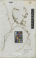 Clitoria ternatea L. var. ternatea L. [family LEGUMINOSAE-PAPILIONOIDEAE]
