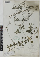 Indigofera subulata Vahl ex Poir. [family LEGUMINOSAE-PAPILIONOIDEAE]