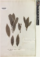 Knema globularia (Lam.) Warb. [family MYRISTICACEAE]
