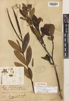 Lectotype of Holarrhena curtisii King & Gamble [family APOCYNACEAE]