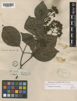 Isotype of Ecdysanthera schrieckii Van Heurck & Müll.Arg. [family APOCYNACEAE]
