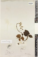 Type of Anoectochilus brevilabris Lindl. [family ORCHIDACEAE]