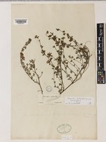 Lotus benthamii Greene [family LEGUMINOSAE-PAPILIONOIDEAE]