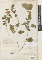 Isotype of Ruellia matutina Hochst. & Steud. ex C.Presl [family ACANTHACEAE]