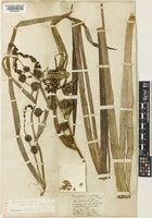 Type of Sparganium neglectum Beeby [family TYPHACEAE]