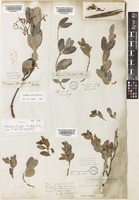 Isotype of Secamone thunbergii E. Mey. var. retusa E. Mey. [family APOCYNACEAE]