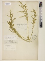 Atriplex leucoclada Boiss. [family AMARANTHACEAE]