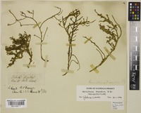 Isolectotype of Hemichroa diandra R.Br. [family AMARANTHACEAE]