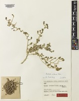 Isotype of Salsola pseudonitraria Aellen & Rech.f. [family AMARANTHACEAE]