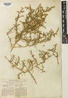 Salsola praecox Litv. [family AMARANTHACEAE]