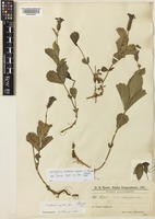 Isotype of Verbena rigida Speng. f. obovata Hayek [family VERBENACEAE]