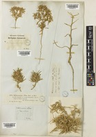 Halimocnemis villosa Kar. & Kir. [family AMARANTHACEAE]
