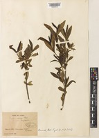 Daphne longilobata (Lecomte) Turrill [family THYMELAEACEAE]