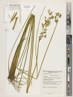 Isotype of Juncus flavidus L.A.S.Johnson [family JUNCACEAE]