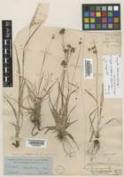 Luzula capitata (Miq. ex Franch. & Sav.) Kom. [family JUNCACEAE]