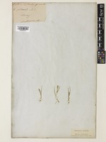 Elytrophorus spicatus (Willd.) A.Camus [family POACEAE]
