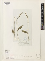 Type of Ophioglossum petiolatum Hook. [family OPHIOGLOSSACEAE]