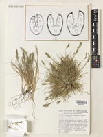 Isotype of Festuca huonii Auquier [family POACEAE]