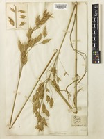 Bromus grossus Desf. ex DC. [family POACEAE]