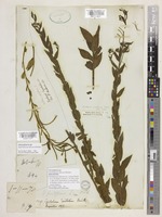 Epilobium parviflorum Schreb. [family ONAGRACEAE]