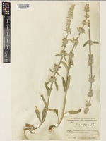 Stachys cretica L. subsp. anatolica Rech.f. [family LAMIACEAE]