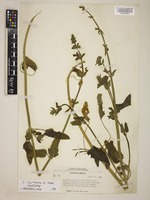 Isotype of Stachys limitanea A.Nelson [family LAMIACEAE]