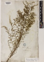 Artemisia scoparia Waldst. & Kitam. [family COMPOSITAE]