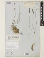 Isotype of Hordeum violaceum Boiss. & Hohen. [family POACEAE]