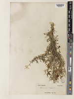Eversmannia hedysaroides Bunge [family LEGUMINOSAE-PAPILIONOIDEAE]
