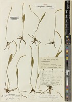 Holotype of Ophioglossum richardsiae J.E.Burrows [family OPHIOGLOSSACEAE]