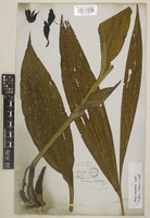 Type of Phaius maculatus Lindl. [family ORCHIDACEAE]