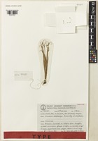 Paratype of Dimeria veldkampii Kiran Raj & Sivad. [family POACEAE]