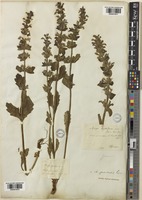 Ajuga multiflora Bunge [family LAMIACEAE]