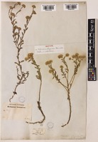 Isotype of Pulicaria uliginosa Stev. ex DC. [family COMPOSITAE]