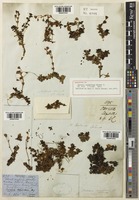 Holotype of Ourisia caespitosa Hook. f. [family PLANTAGINACEAE]