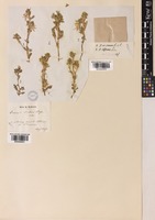 Ononis verae Širj. [family LEGUMINOSAE-PAPILIONOIDEAE]